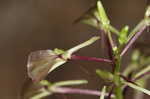 Brown widelip orchid <BR>Lily-leaf twayblade